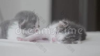 搞笑视频两只可爱生活方式新生小猫睡觉团队在床上.. 宠物概念宠物概念。 小猫条纹